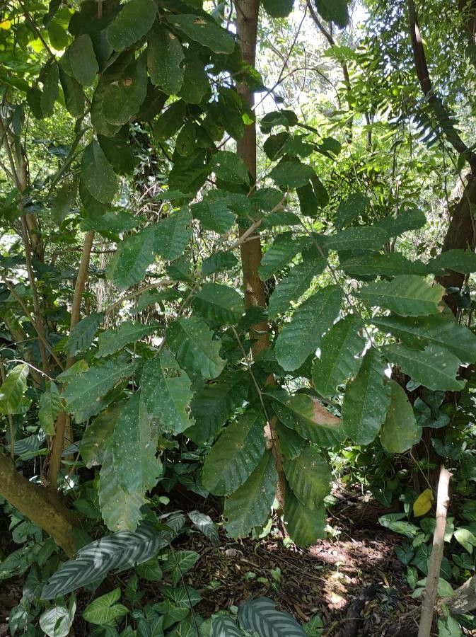 Guarea macrophylla — houseplant care guide
