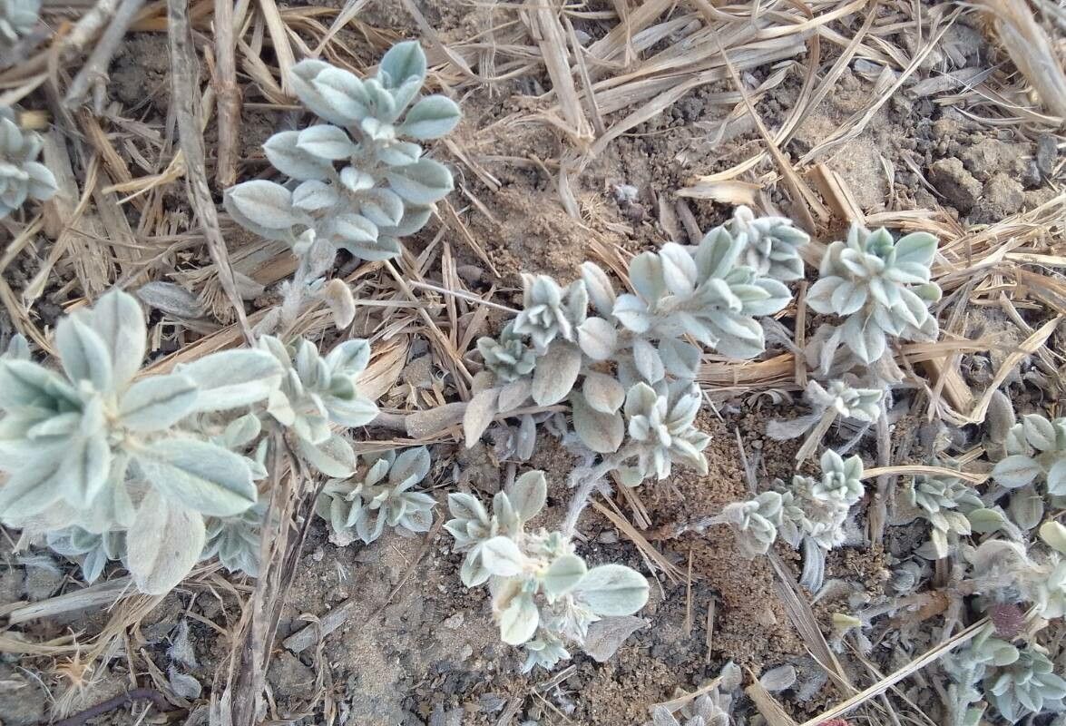 Euploca ovalifolia — search result for 'Euploca'