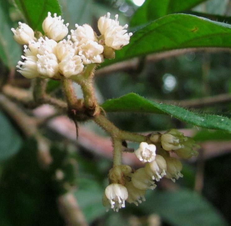 Dichapetalum reliquum flower