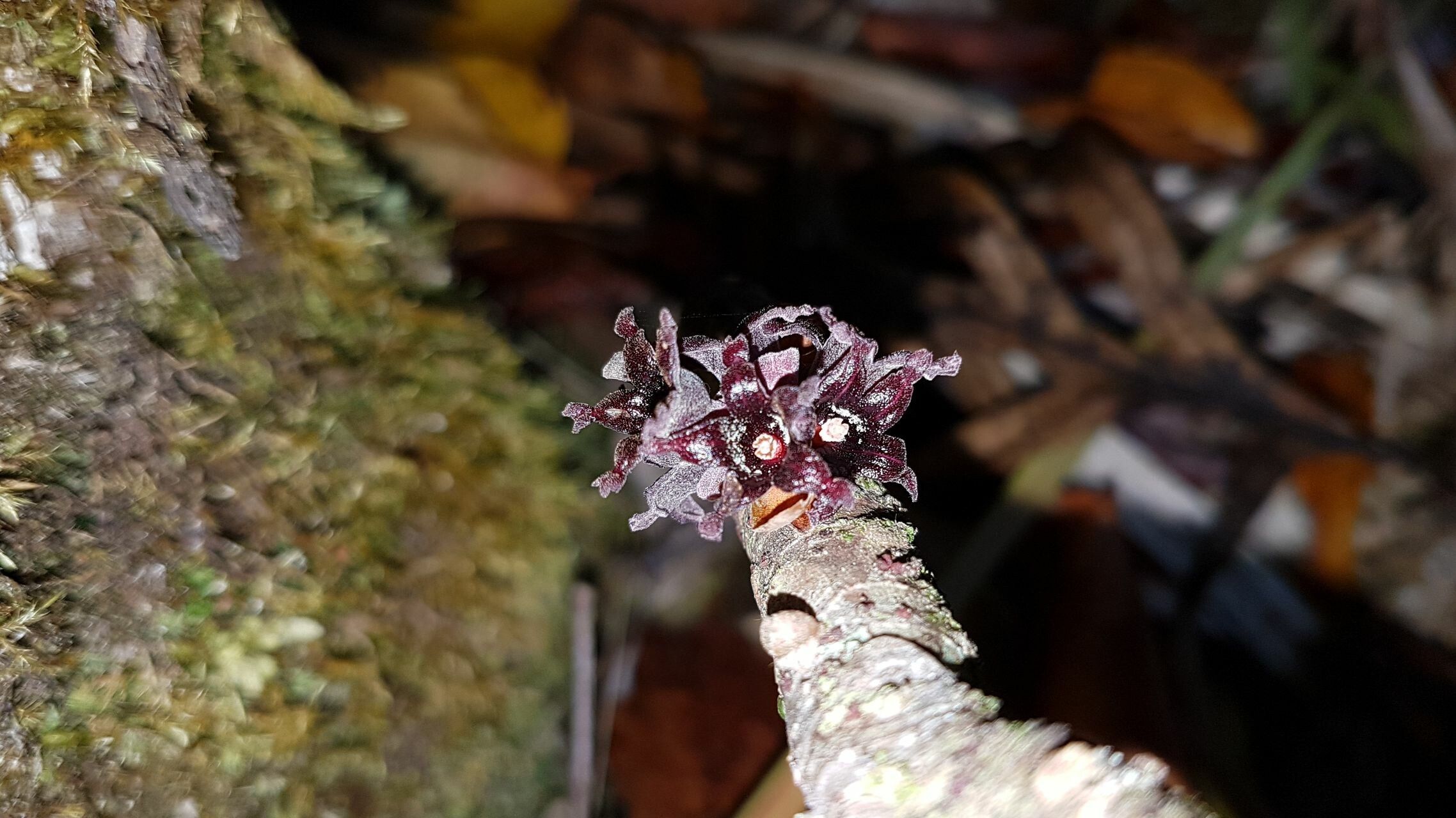 Acropogon schumanniana flower