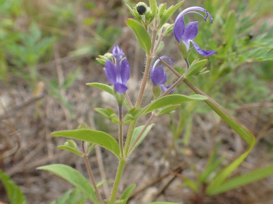 Trichostema brachiatum flower