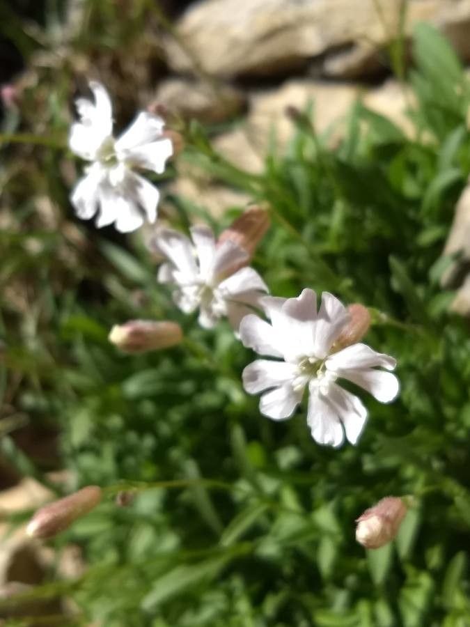Silene borderei flower