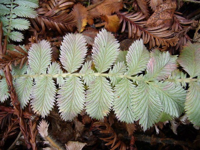 Potentilla discolor — houseplant care guide