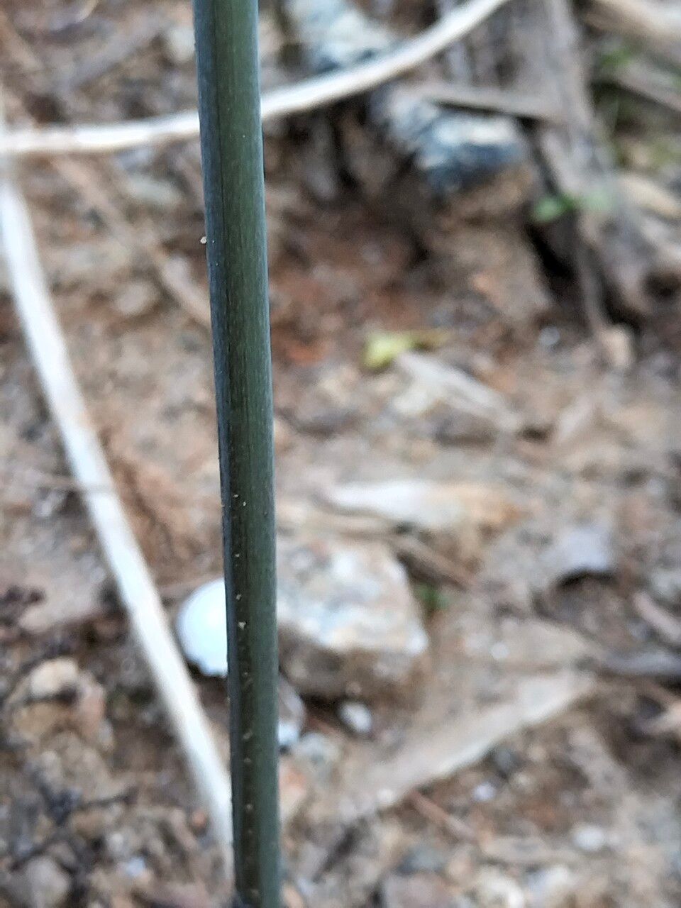 Polygonatum pubescens bark