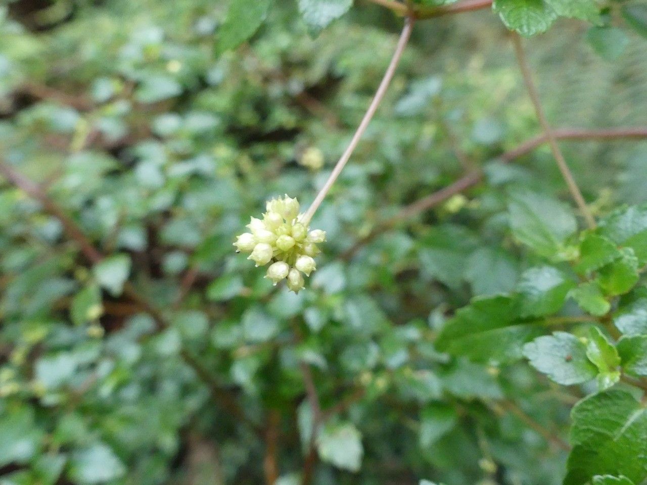 Pilea urticifolia fruit