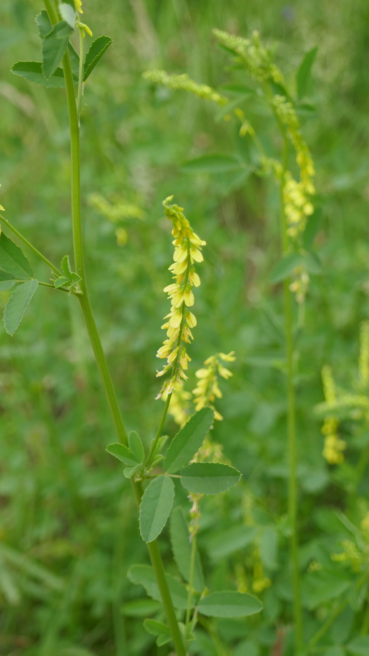 Trigonella officinalis flower