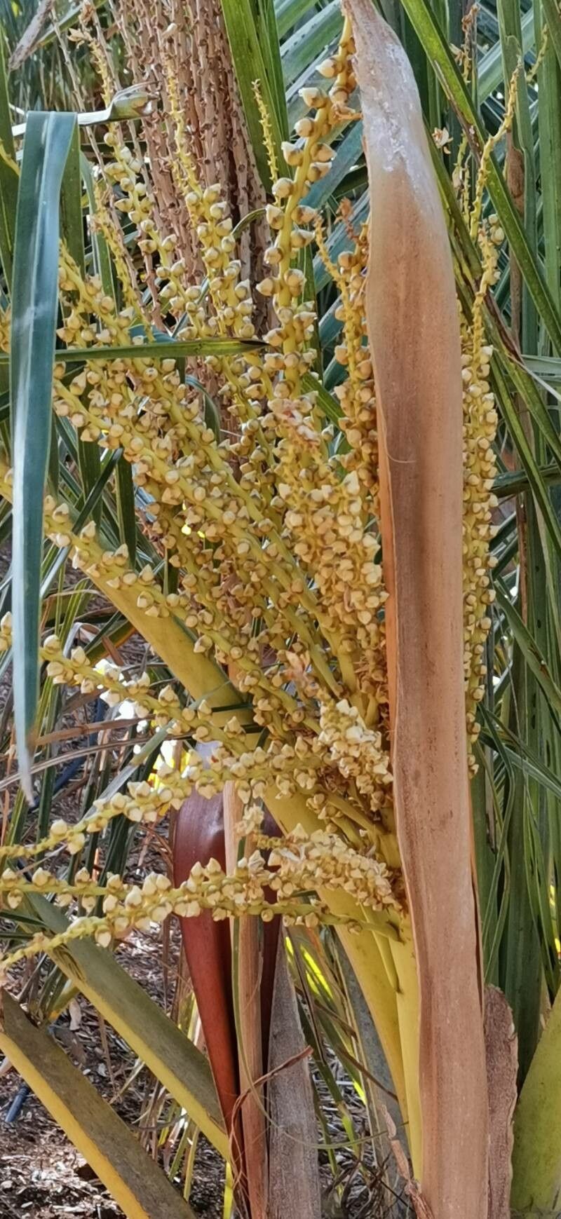 Jubaeopsis caffra flower