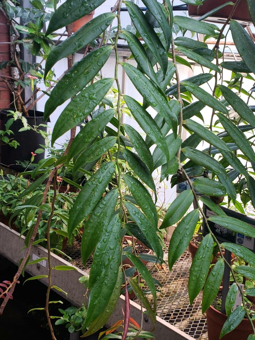 Marcgravia rectiflora — houseplant care guide