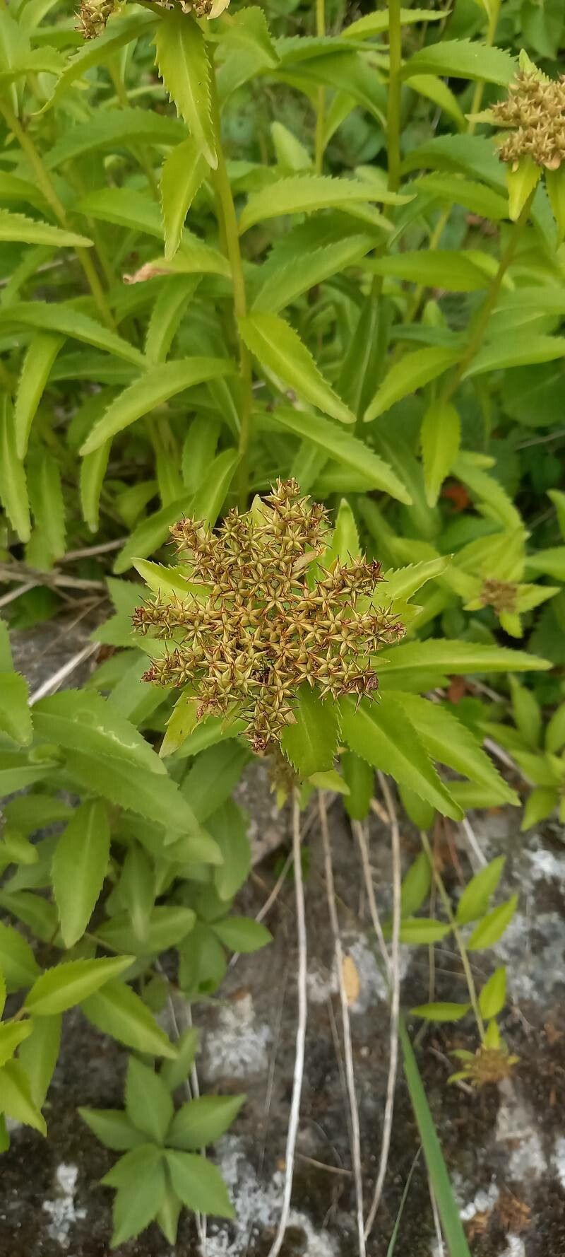 Phedimus aizoon fruit