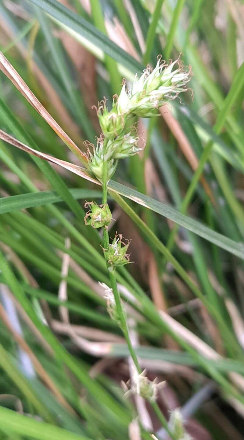Carex divulsa fruit