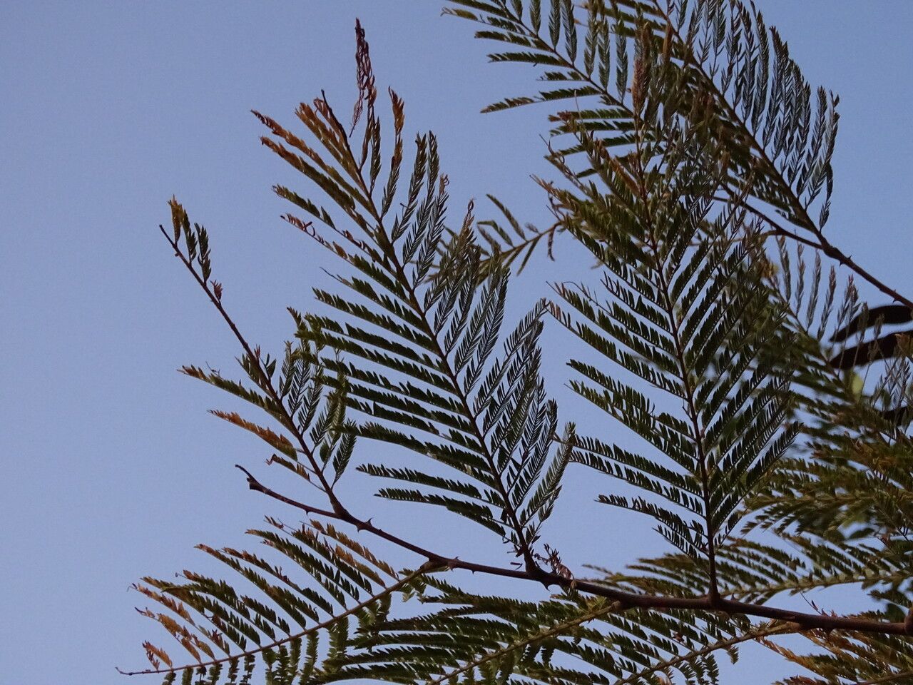 Acacia senegal — search result for 'Sudan'