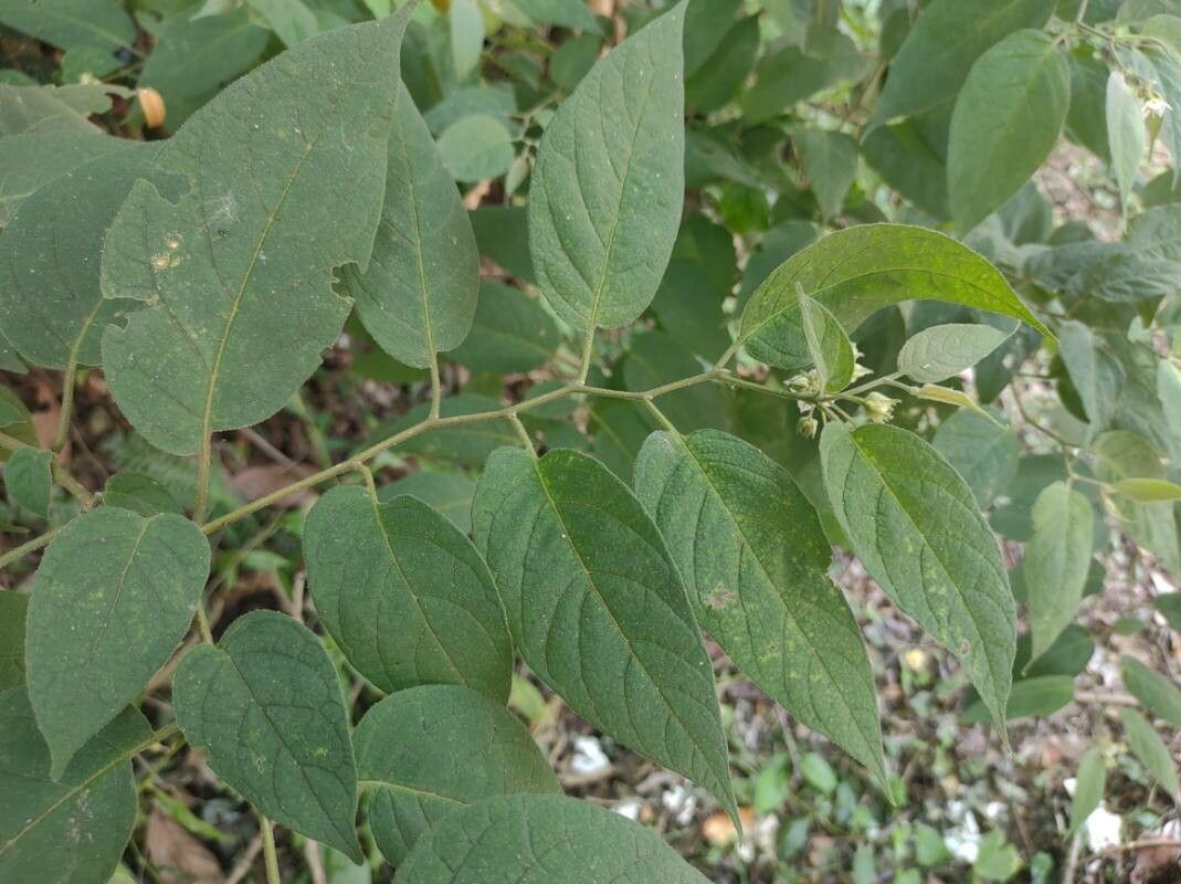 Solanum didymum — houseplant care guide