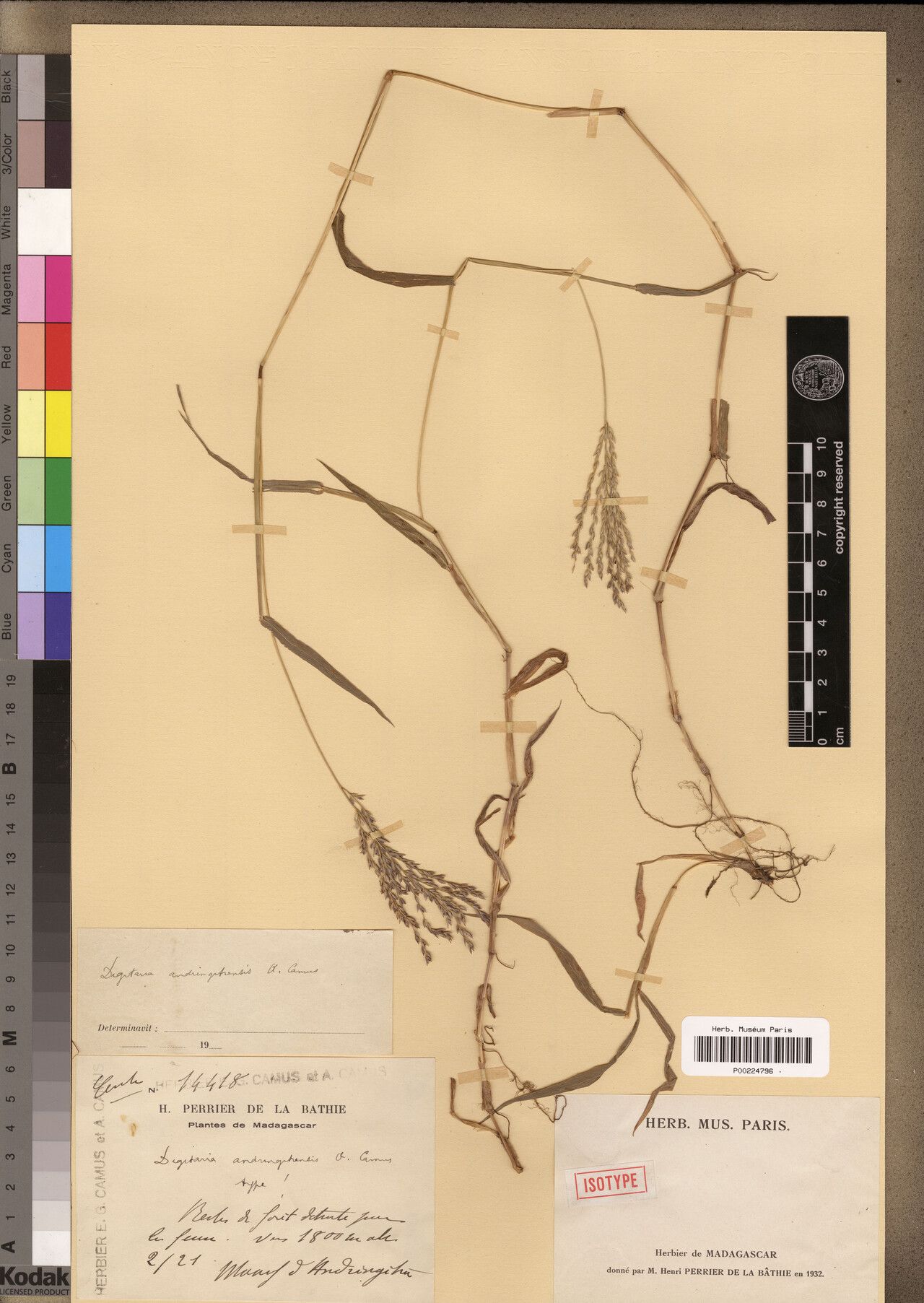 Digitaria andringitrensis — related species from the same genus