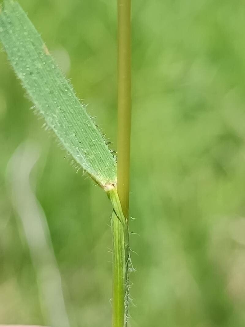 Gaudinia fragilis — houseplant care guide