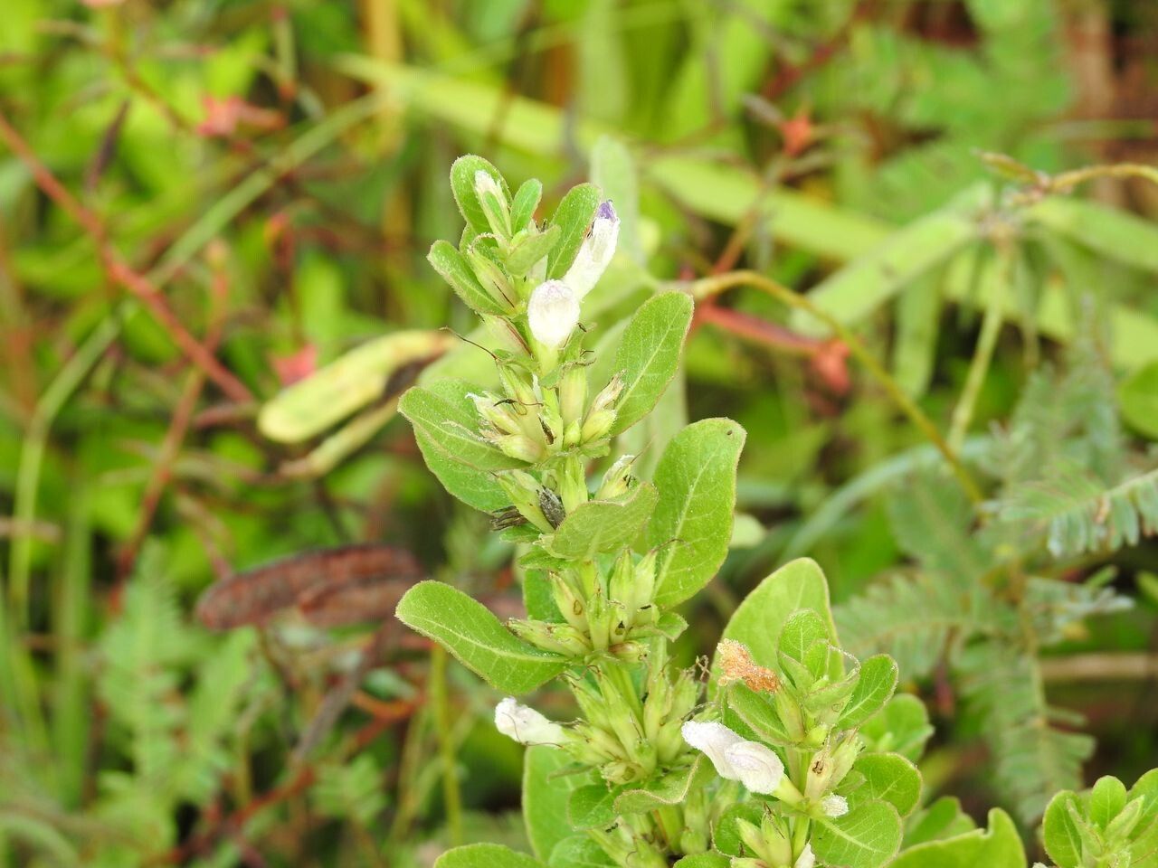 Hygrophila erecta flower