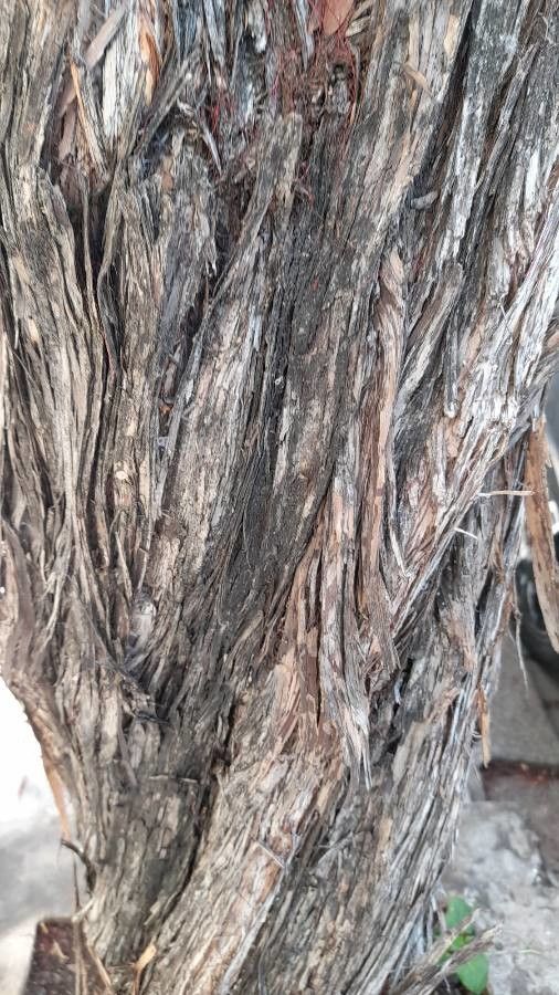 Callistemon speciosus bark