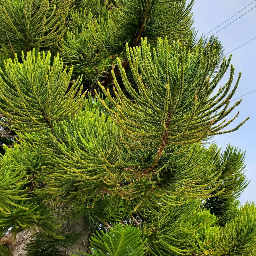 Araucaria scopulorum — search result for 'Araucaria'