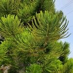 Araucaria scopulorum