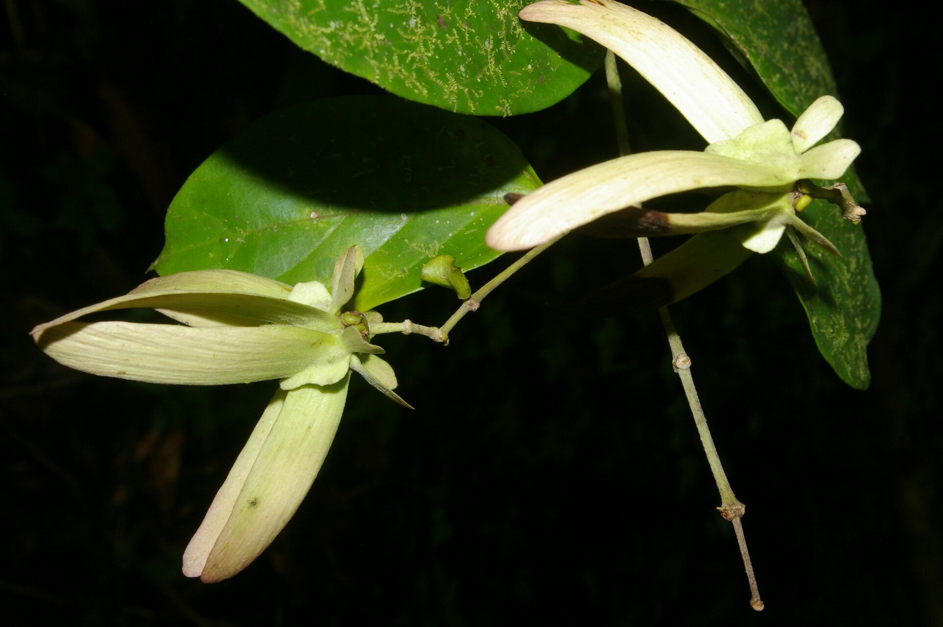 Tetrapterys tinifolia flower