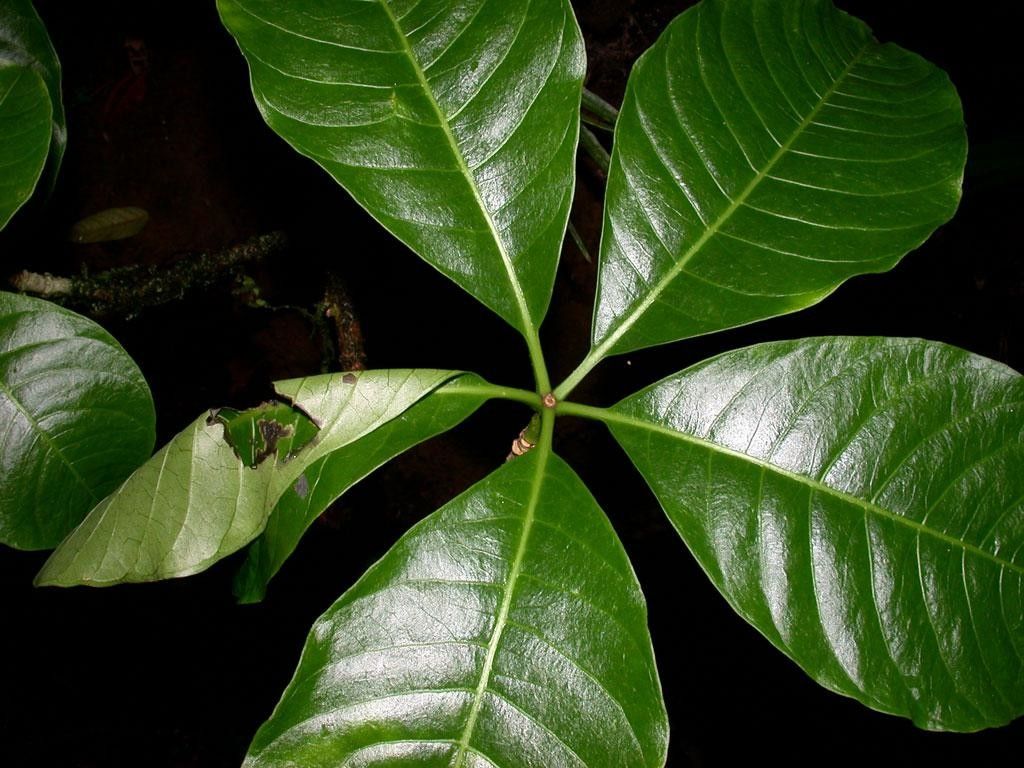 Rauvolfia purpurascens — search result for 'Rauvolfia'