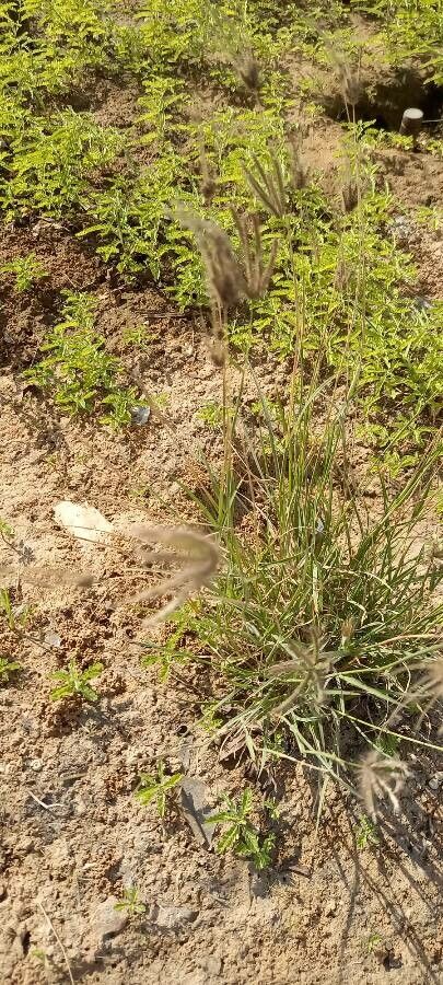 Chloris barbata — related species from the same genus