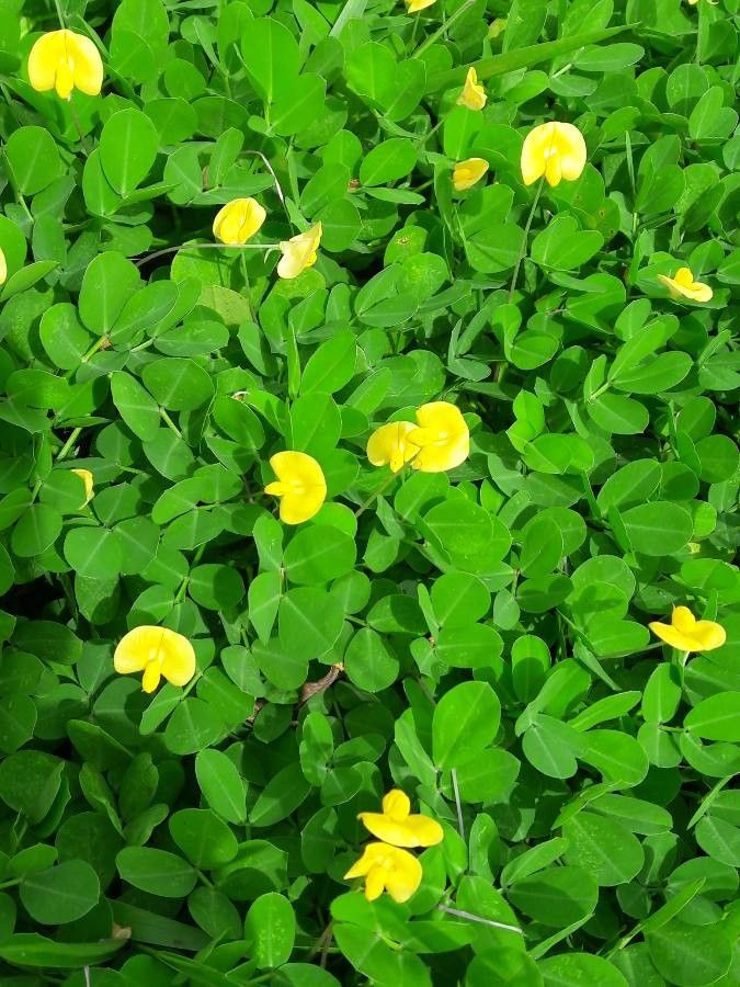 Arachis pintoi habit