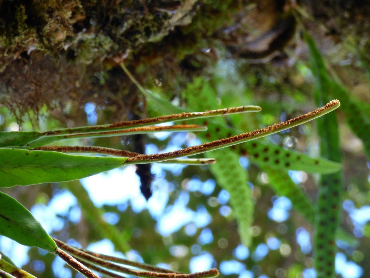 Lepisorus spicatus fruit