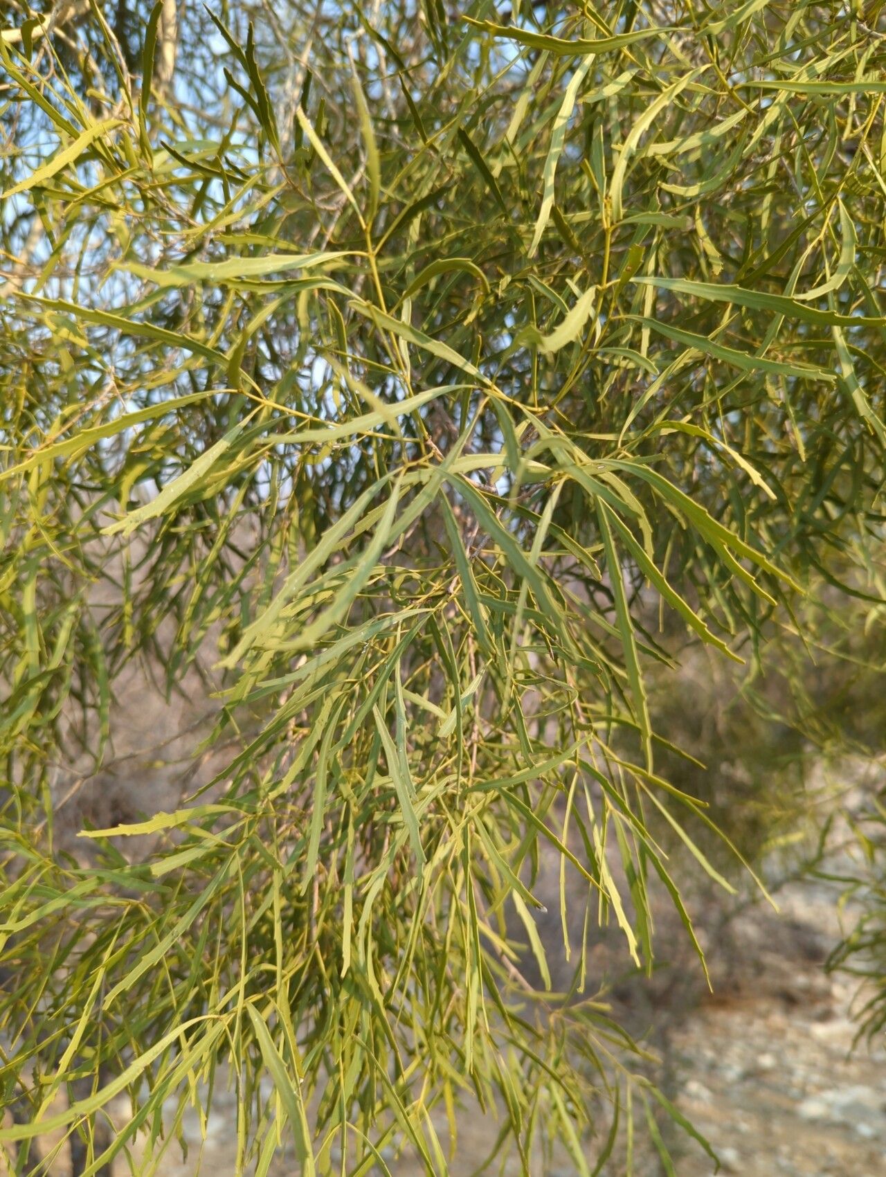 Elaeodendron humbertii — search result for 'Elaeodendron'