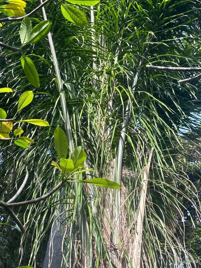 Attalea dubia — search result for 'Arecaceae'