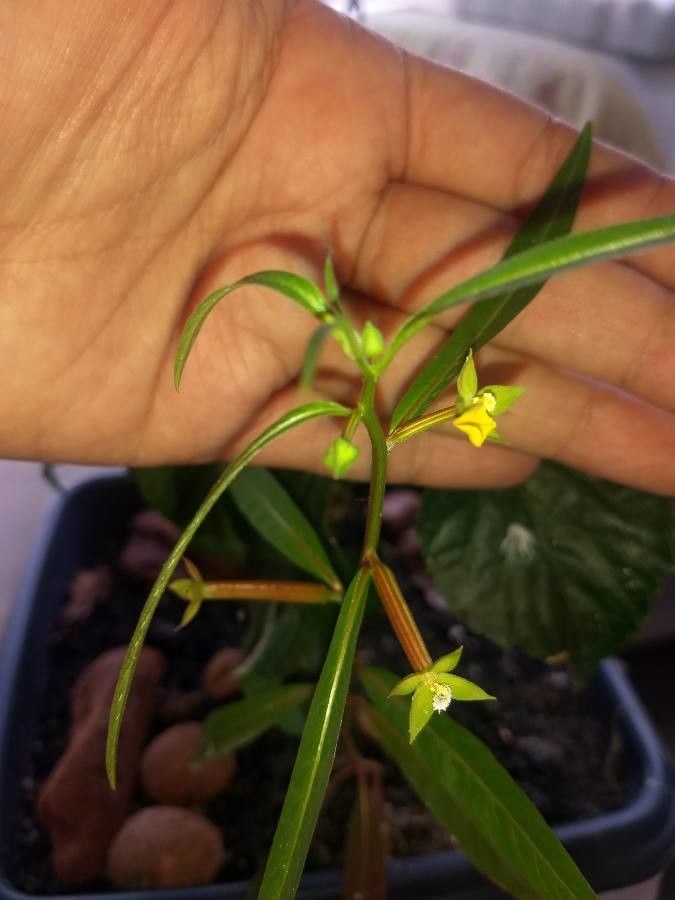 Ludwigia decurrens — search result for 'Cyperus'