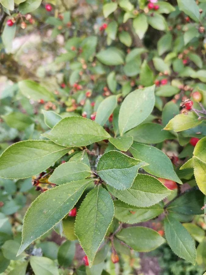 Photinia villosa leaf