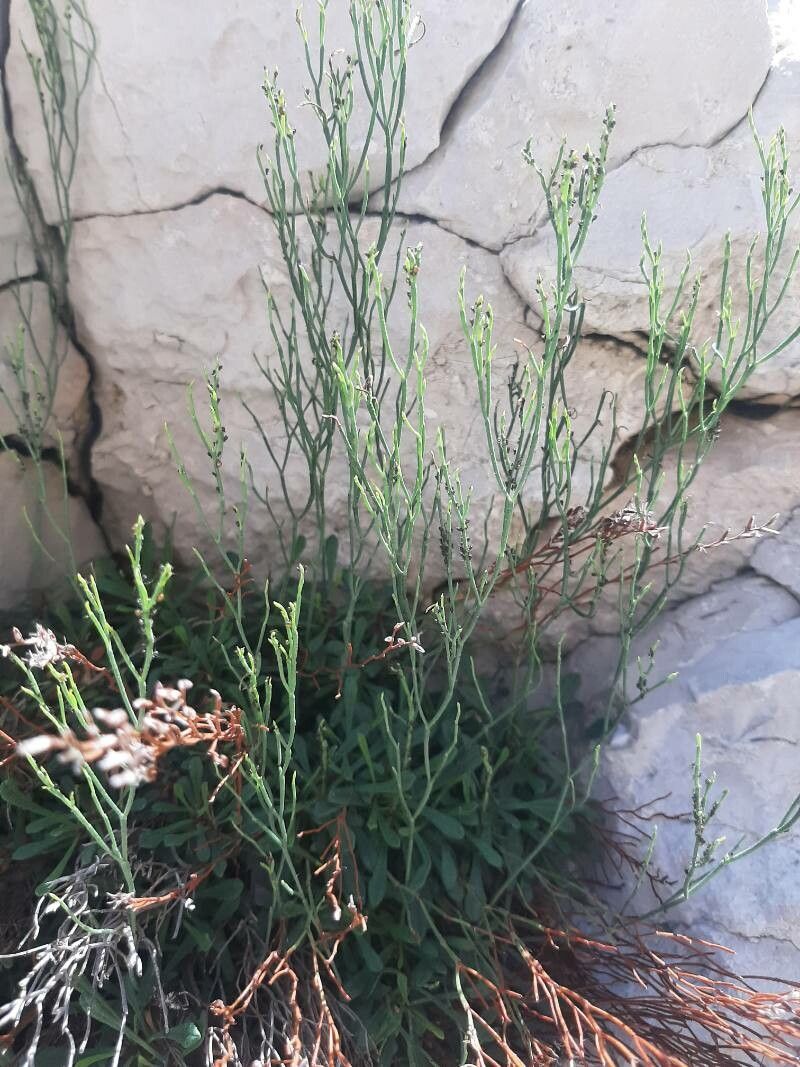 Limonium multiforme fruit