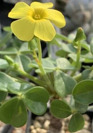 Oxalis magellanica habit