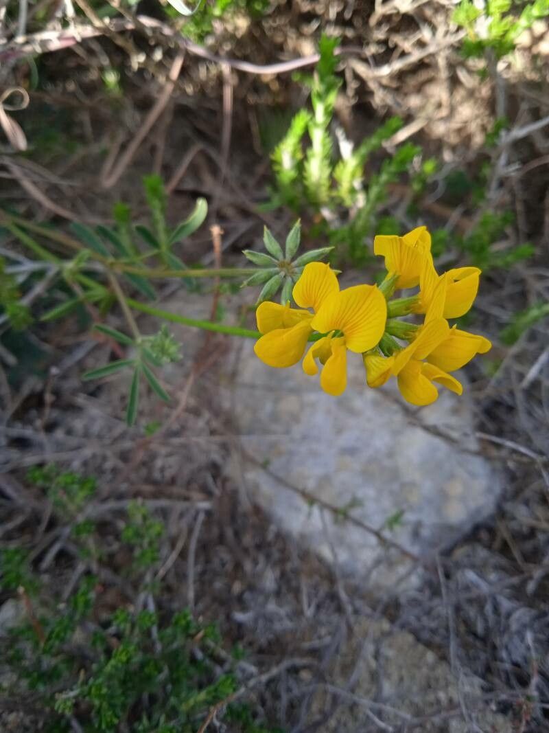 Hippocrepis rupestris flower