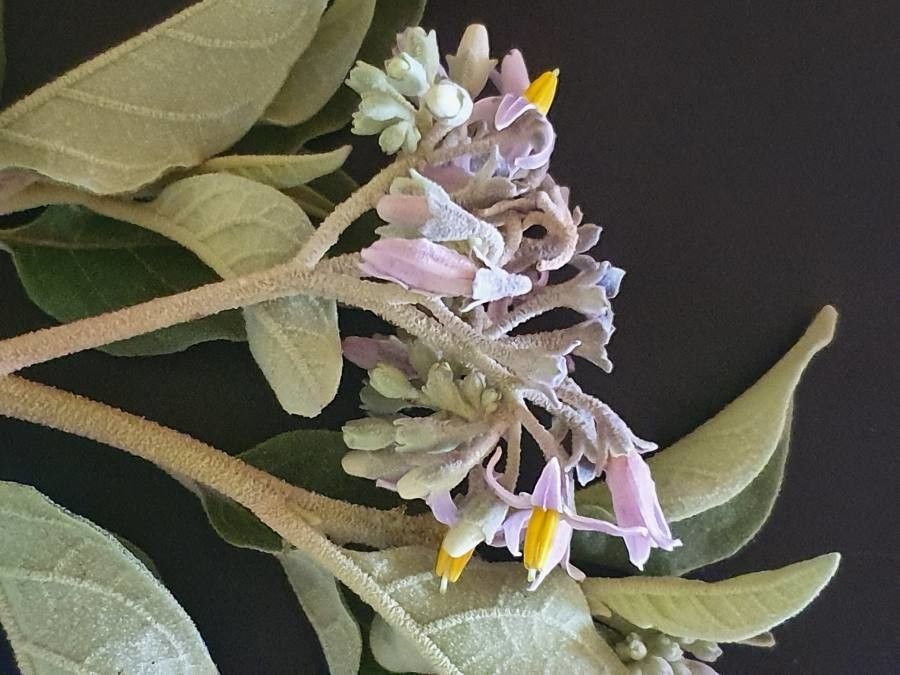 Solanum tettense flower