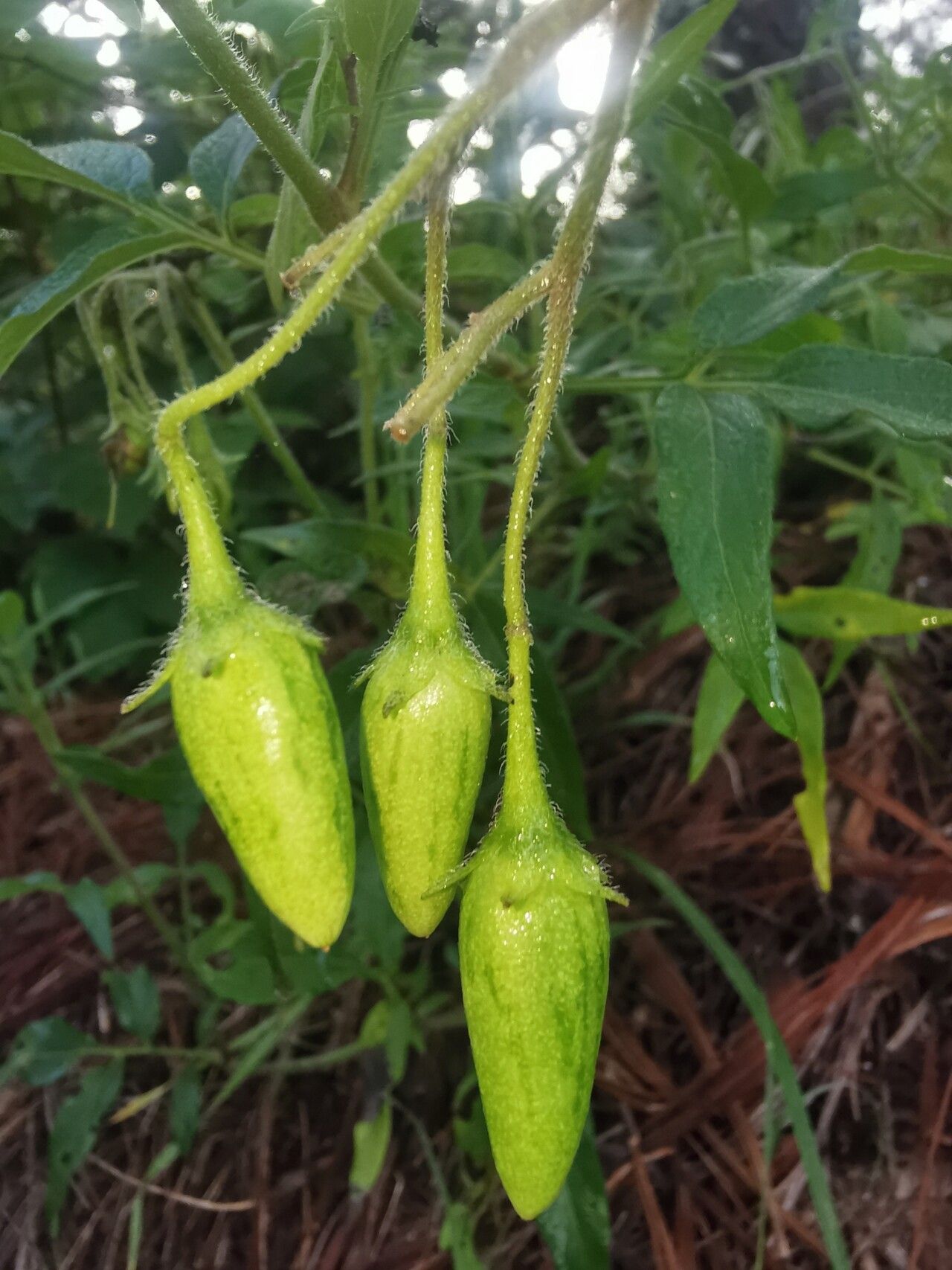 Solanum trifidum fruit