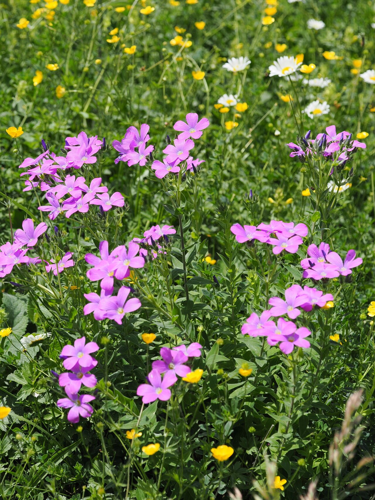 Linum hypericifolium habit