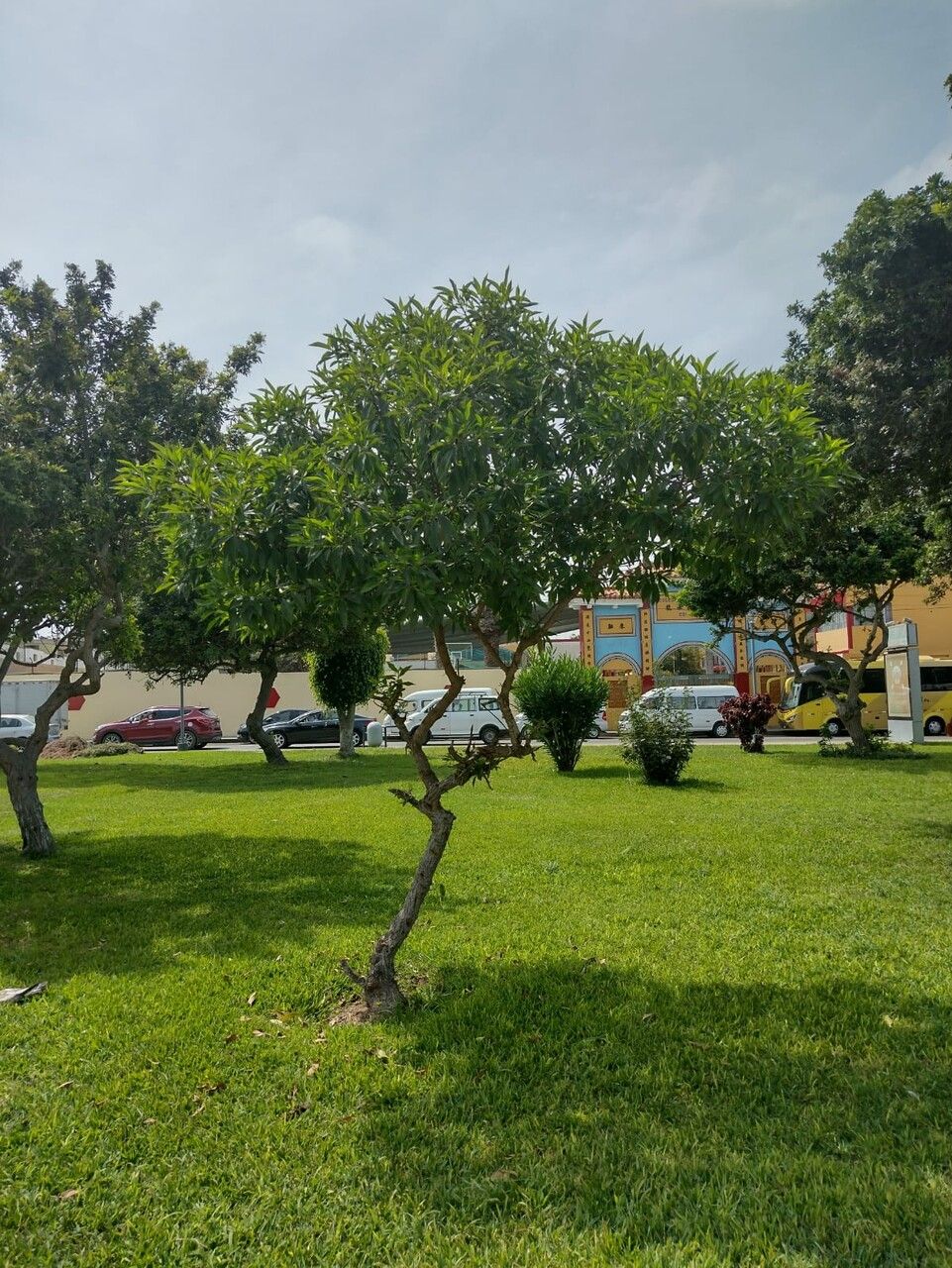 Rauvolfia caffra leaf