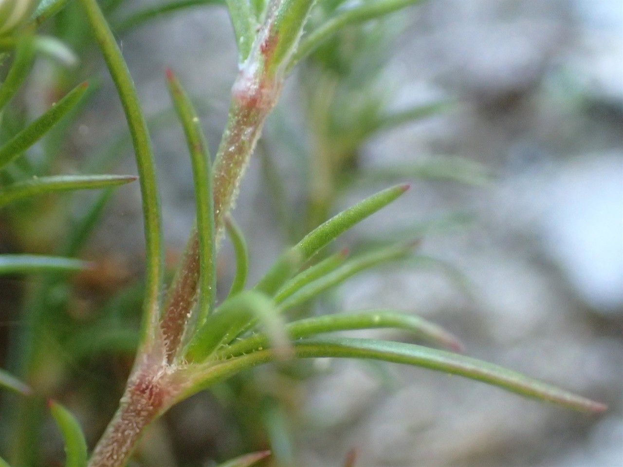 Scleranthus perennis bark