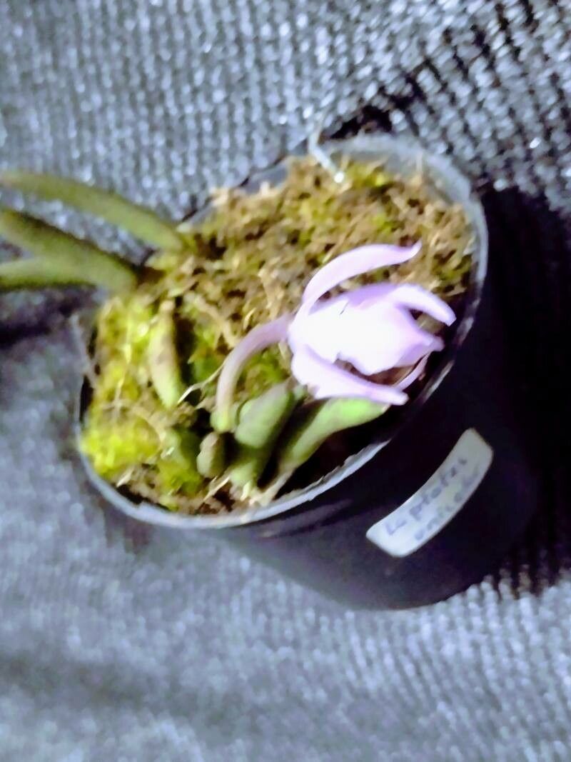 Leptotes unicolor — related species from the same genus