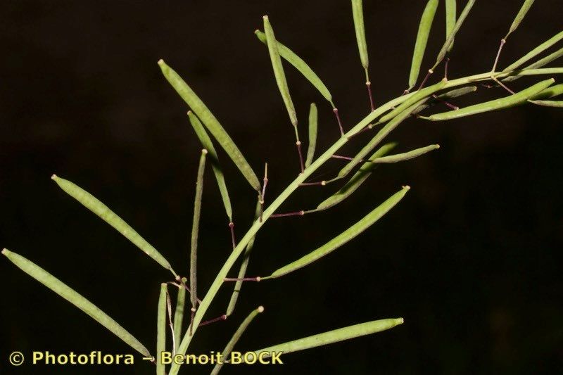 Diplotaxis glauca other