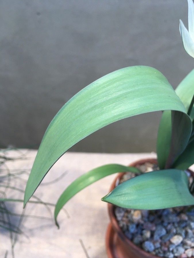 Tulipa bifloriformis
