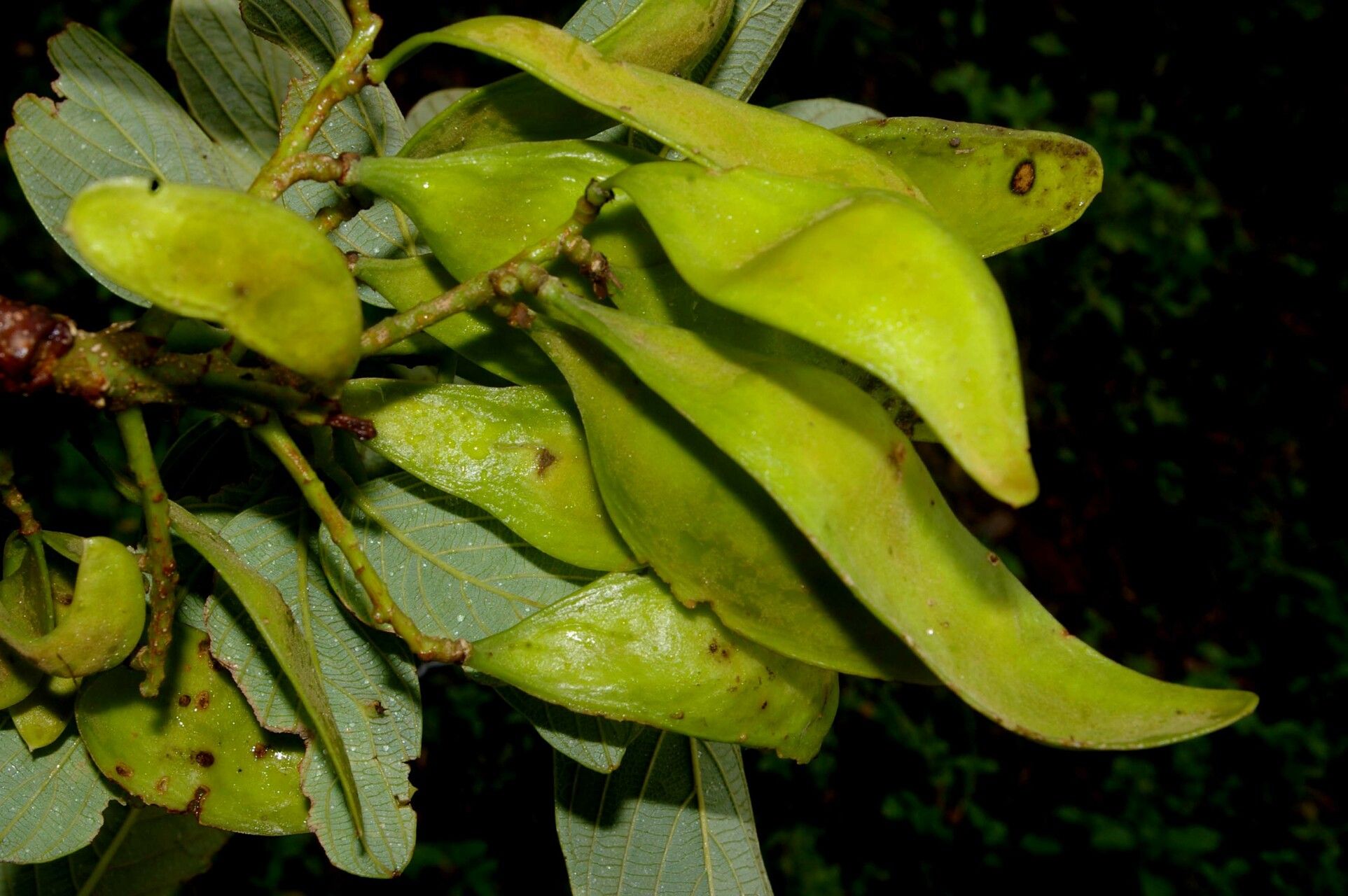 Lonchocarpus retifer fruit