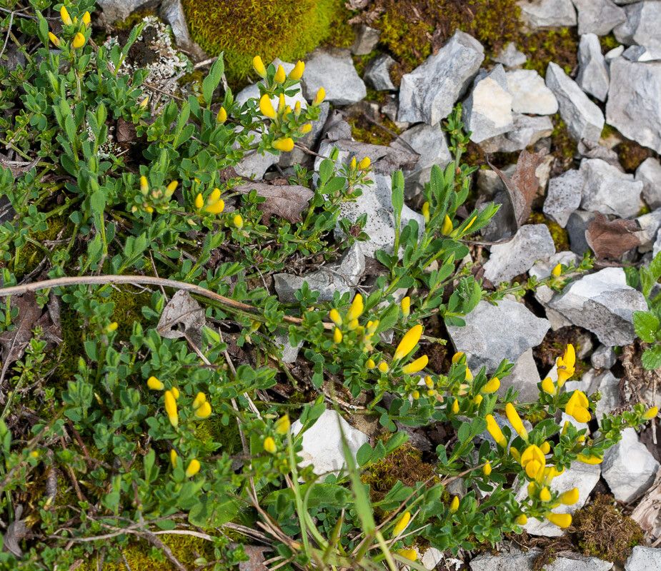 Cytisus decumbens flower