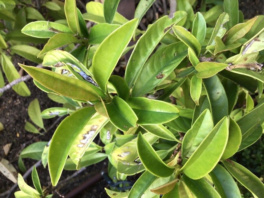 Pileostegia viburnoides — search result for 'Hydrangeaceae'