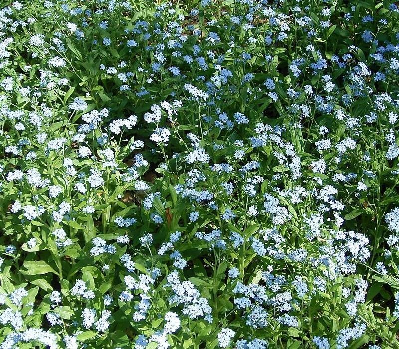 Myosotis asiatica habit