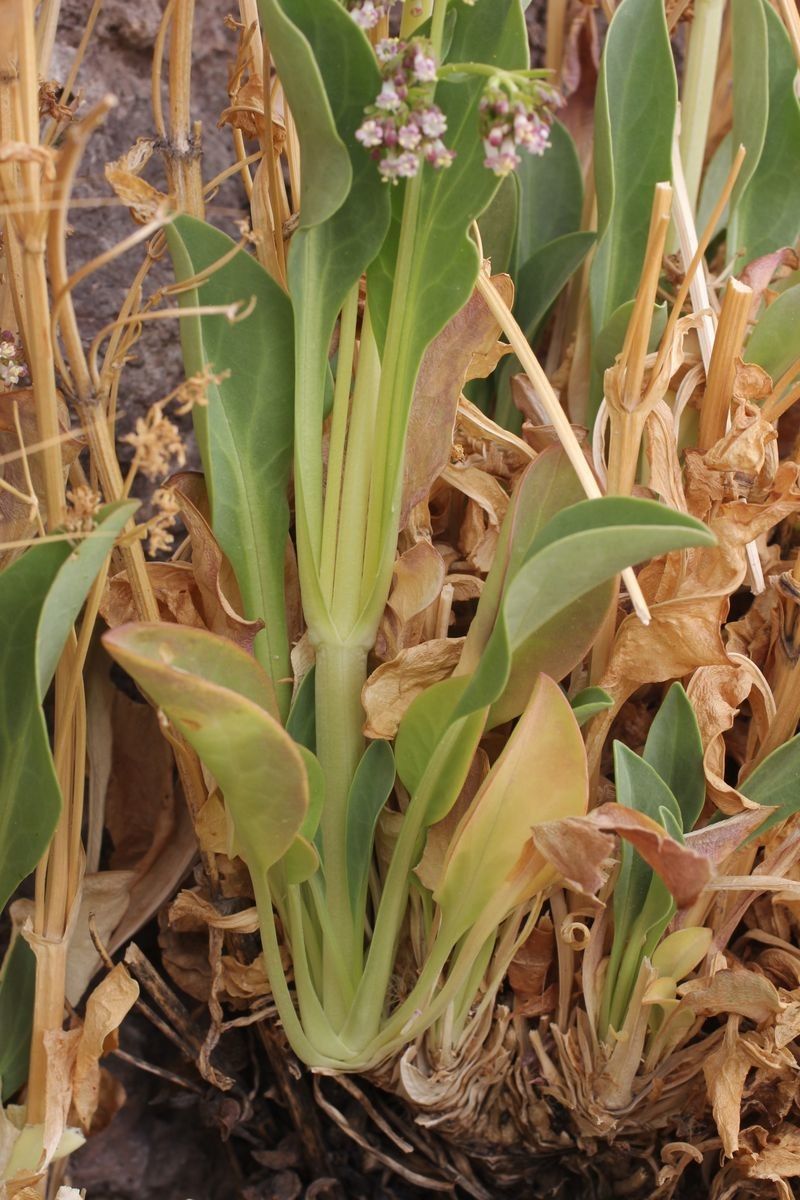 Valeriana urbanii — search result for 'Valeriana'