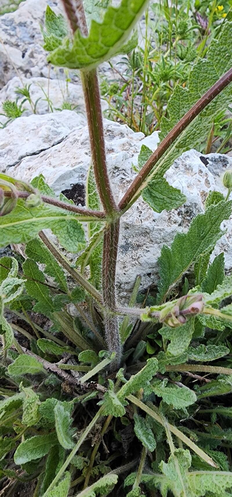 Salvia palaestina bark