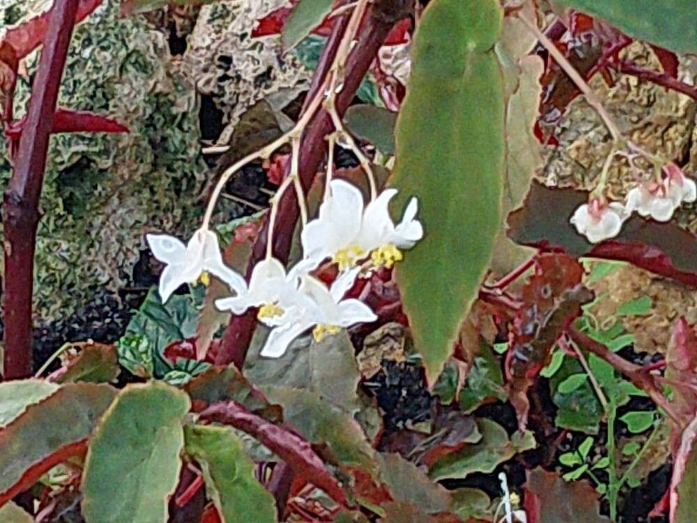 Begonia dietrichiana flower