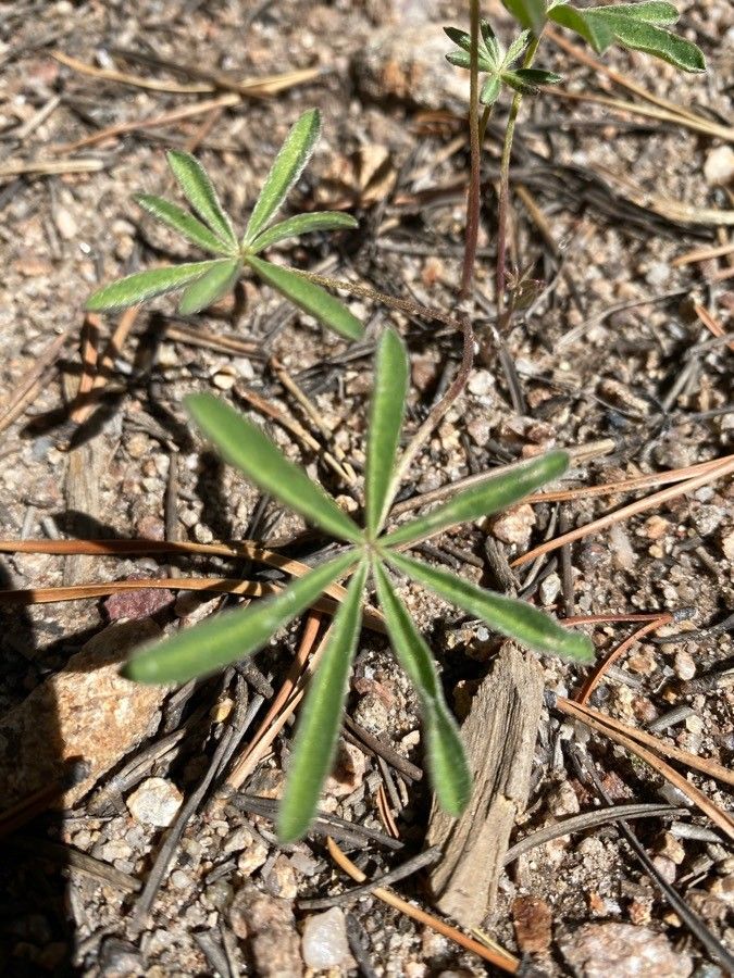 Lupinus sparsiflorus — search result for 'Lupinus'